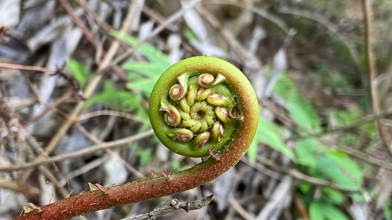 The Spiral: A Geometric Shape in Nature